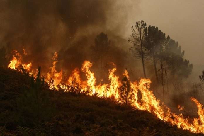 Zjarret në Parkun Kombëtar  Sharr   për një muaj digjen mbi 400 hektarë